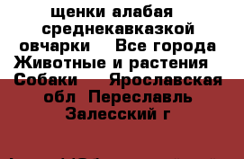 щенки алабая ( среднекавказкой овчарки) - Все города Животные и растения » Собаки   . Ярославская обл.,Переславль-Залесский г.